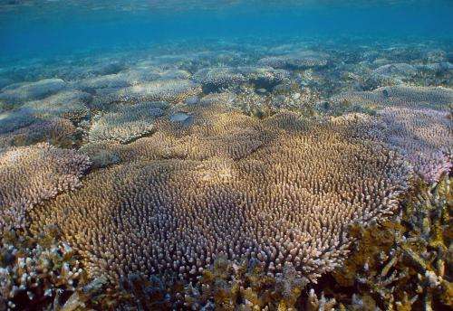 Conserving corals by understanding their genes