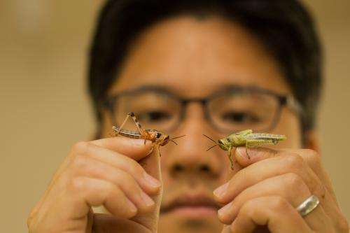 Controlling destructive locusts by manipulating their genetics