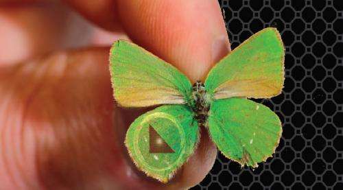 Butterfly inspires new nanotechnology