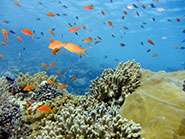 Cooling ocean temperature could buy more time for coral reefs