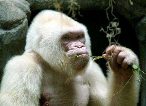 Copo de Nieve (Snowflake), an albino gorilla at the Barcelona zoo, on September 14, 2003