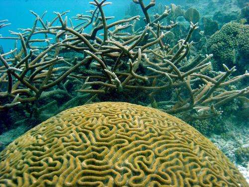 Coral reefs suffering, but collapse not inevitable, researchers say