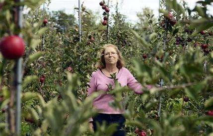 Cornell research orchard seeks the perfect apple