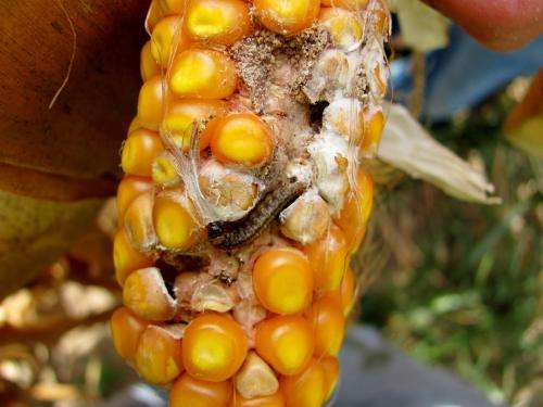 Corn pest decline may save farmers money