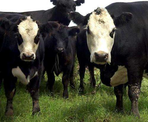 Cows stand in a field on March 14, 2001 in a province of Buenos Aires, Argentina