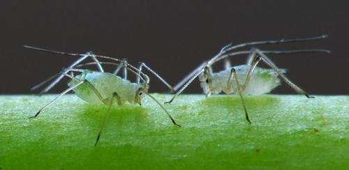 Crop-infecting virus uses aphids as carrier