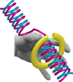 Crucial step in human DNA replication observed for the first time