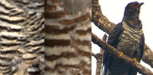 Cuckoos impersonate hawks by matching their 'outfits'