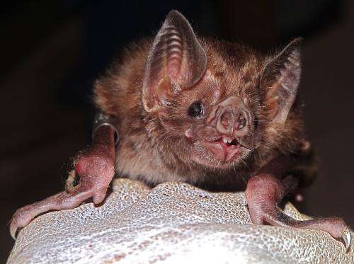 Culling vampire bats to stem rabies in Latin America can backfire