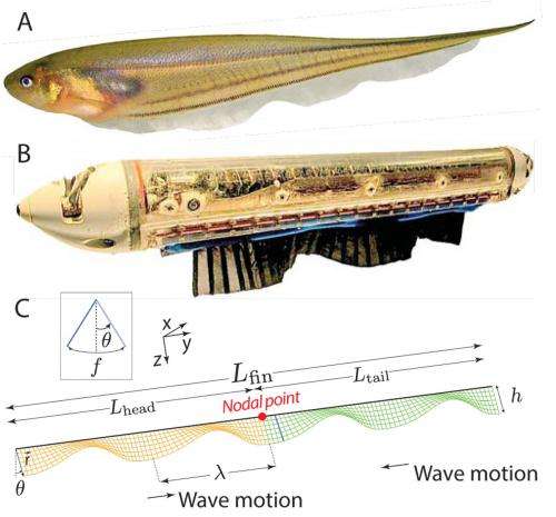 Scientists study 'fishy' behavior to solve an animal locomotion mystery (w/ Video)