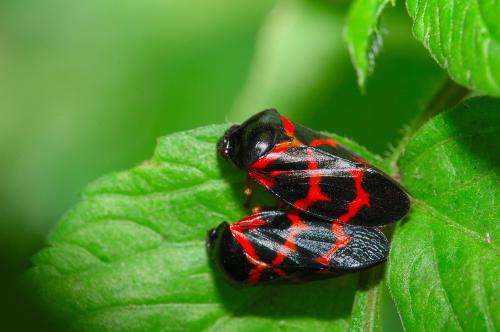 Earliest record of copulating insects discovered