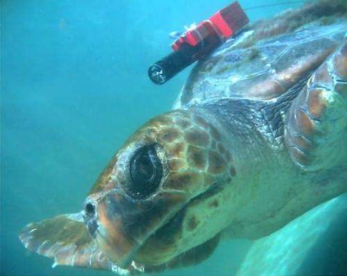 Turtles watch for, snack on gelatinous prey while swimming