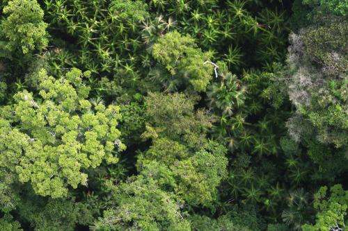 Researchers estimate 16,000 tree species in the Amazon with half of all trees belonging to just 227 species