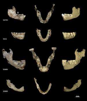 Normal wear could explain differences in hominin jaw shapes