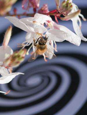 Study shows bees use visual rate of expansion of ground for perfect landings