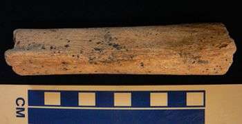 Archeologists date human femur found in northern Britain to 10,000 years ago