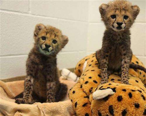 Dallas Zoo welcomes 2 cheetah cubs ... and puppy