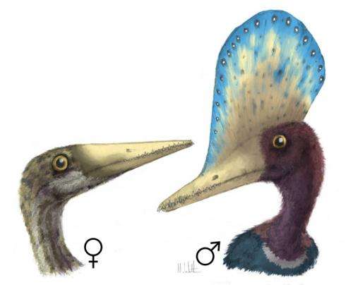 Survival of the prettiest: Sexual selection can be inferred from the fossil record