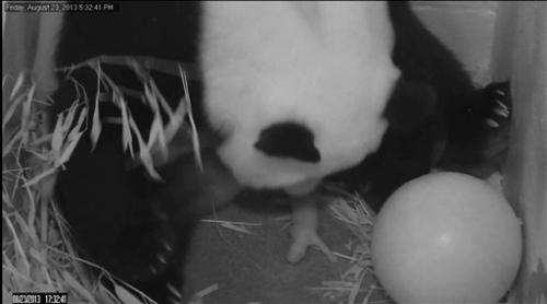 DC panda that birthed live cub has stillborn 1 too