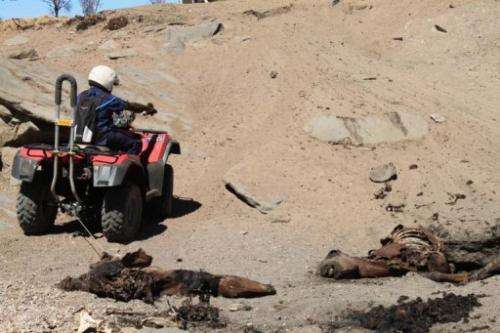 Dead horses around an empty waterhole in Central Australia