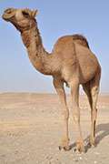 Deadly MERS virus detected in camels