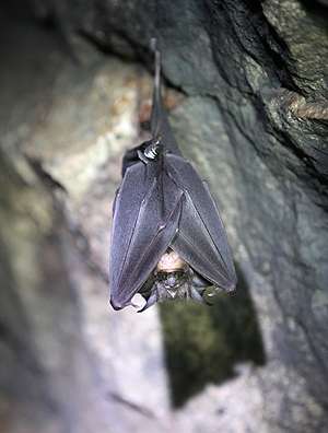 Deadly virus discovered in bats also jumps species