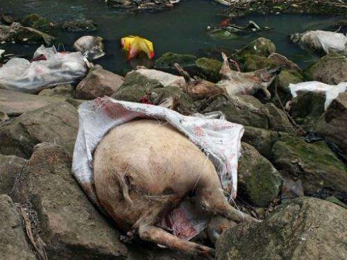 Dead pigs lie on rocks next to a tributary of the Yangtze River on March 12, 2013
