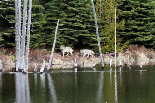 Debate brews over fate of wolves on US island