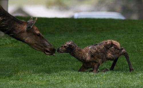 Declining fortunes of Yellowstone's migratory elk