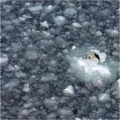 Declining sea ice strands baby harp seals