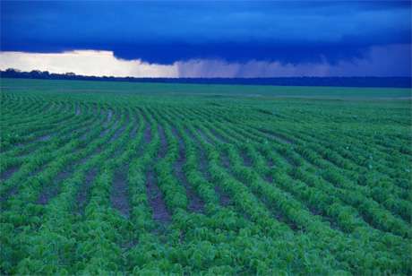 Deep, permeable soils buffer impacts of crop fertilizer on Amazon streams, MBL study finds