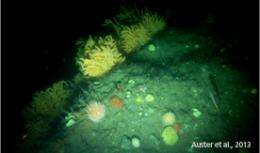 Deep-Sea Dive Discoveries