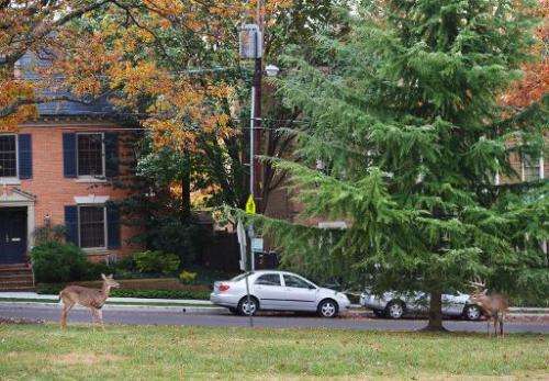Deer are seen on the lawn of Annunciation Catholic Church in Washington, DC, on November 5, 2013