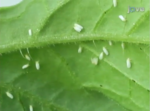 Defending food crops: Whitefly experimentation to prevent contamination of agriculture
