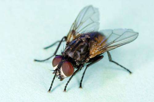Delivering a virus that gets rid of house flies