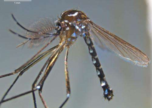 Dengue fever, chikungunya: a potential vector discovered in Mayotte
