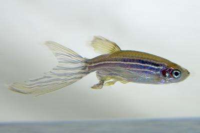 Depressed fish could help in the search for new drug treatments