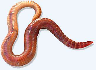 Der Steppenworm? 2 new species differ from the elusive 'Mongolian Death Worm'