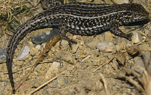 Describing biodiversity on tight budgets: 3 new Andean lizards discovered