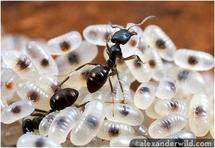 Designer babies may explain insect sociality