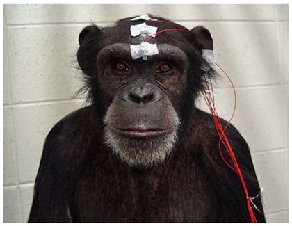Detection of affective facial expression in a chimpanzee: An event-related potential study
