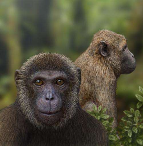 Scientists discover oldest evidence of split between Old World monkeys and apes