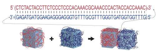 Programmable glue made of DNA directs tiny gel bricks to self-assemble