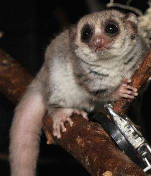 Hibernating lemurs hint at the secrets of sleep
