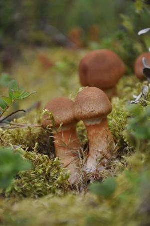 Study finds fungi, not plant matter, responsible for most carbon sequestration in northern forests