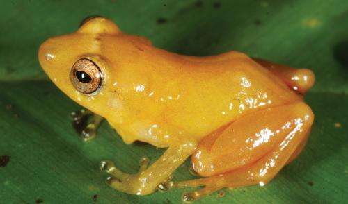 Almost 500 new species discovered