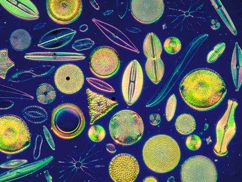 Diatoms explain release of CO2