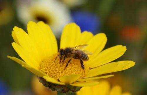 Diesel exhaust stops honeybees from finding the flowers they want to forage