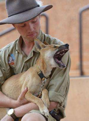 Dingo handler Matt Williams holds 18-month-old female dingo pup Marle at the Alice Springs Desert Park in Australia's Northern T