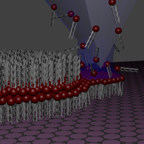 Direct 'writing' of artificial cell membranes on graphene